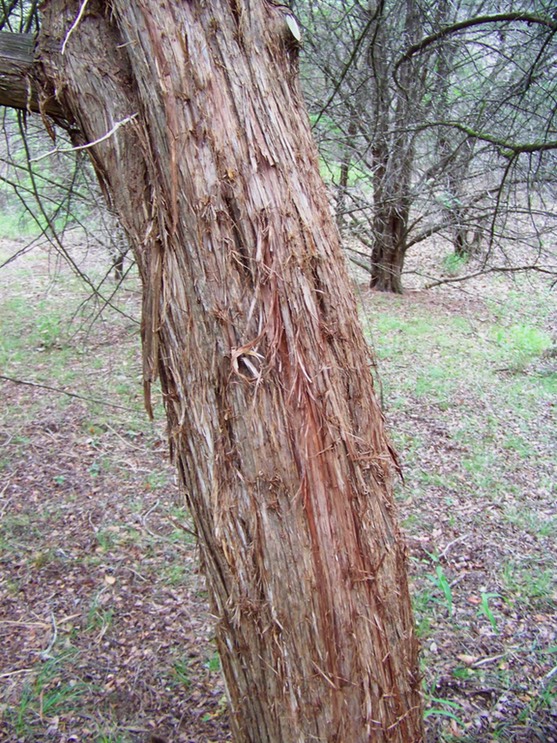 bark