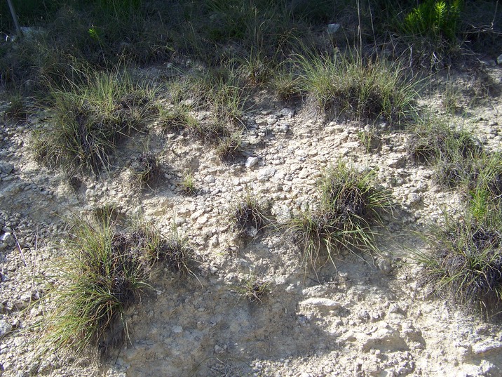 eroded grass