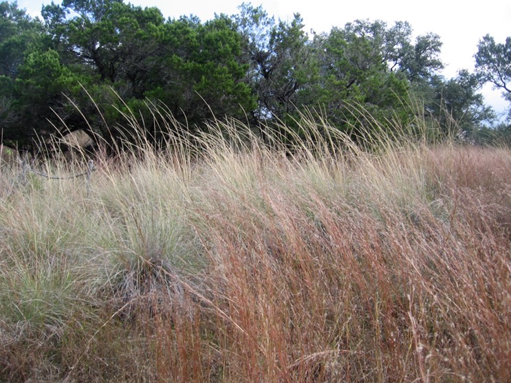 grass on bluff copy