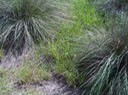 grasses thick muhly