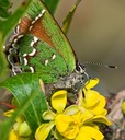 jahairstreak