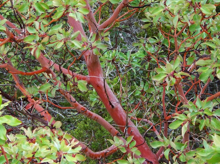 madrone