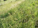 thickgrass2