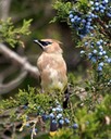 wlwaxwing